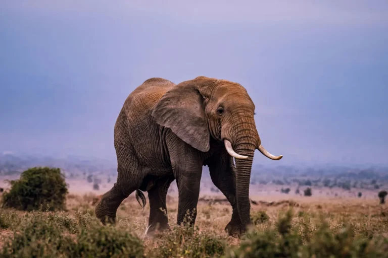 African elephant in a dry landscape