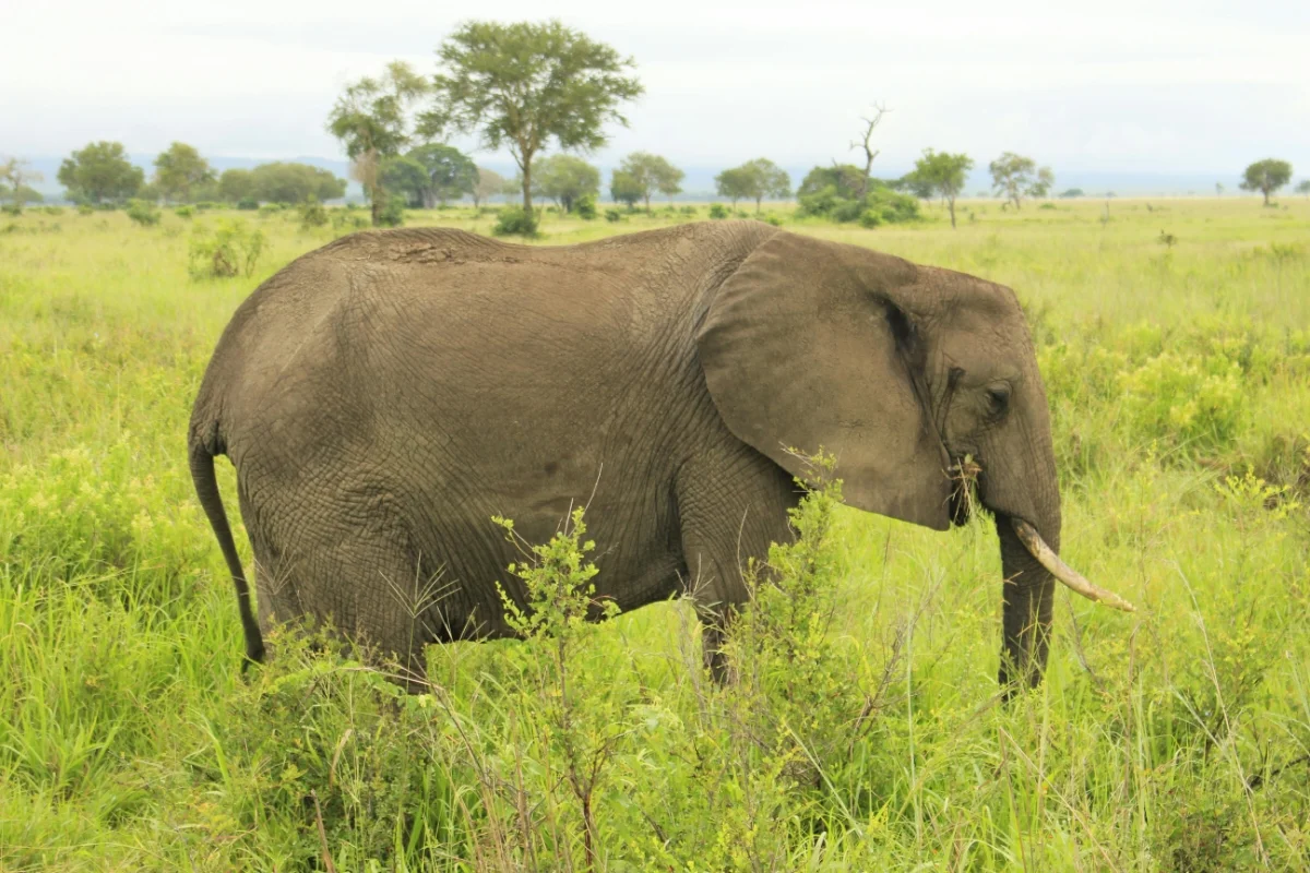 African elephant on Green Grass