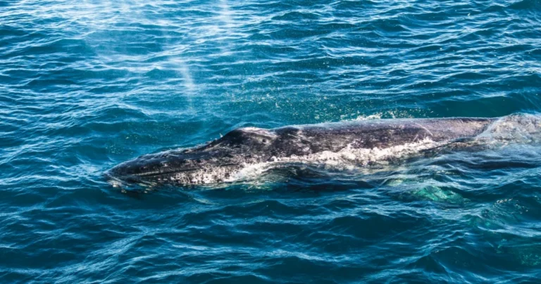 Biggest Animal in the World