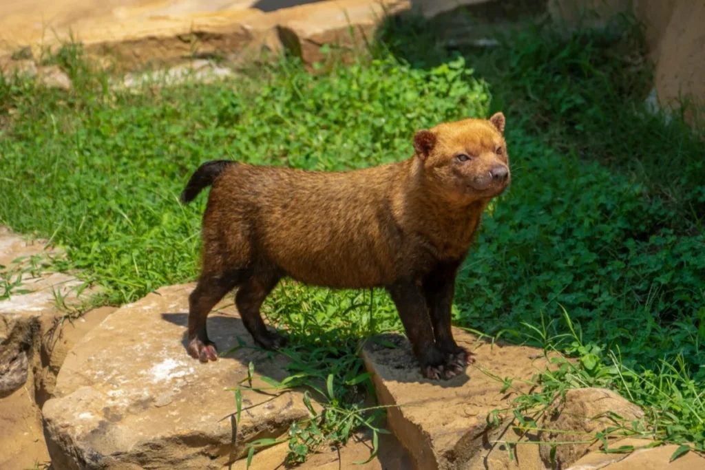 Bush Dog