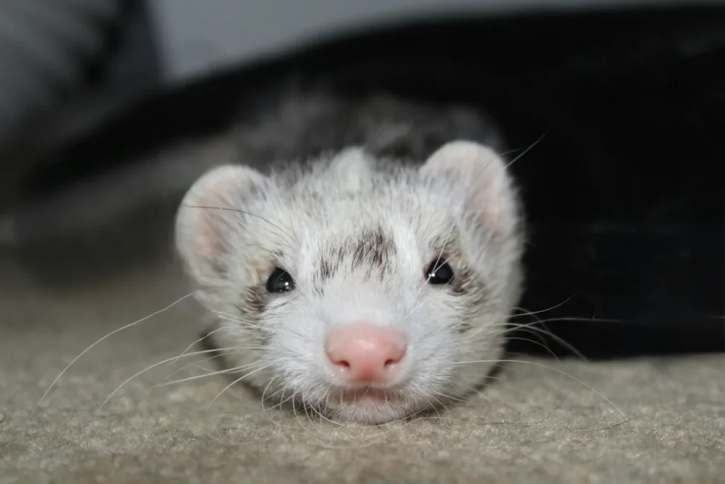Cute Ferret Relaxing