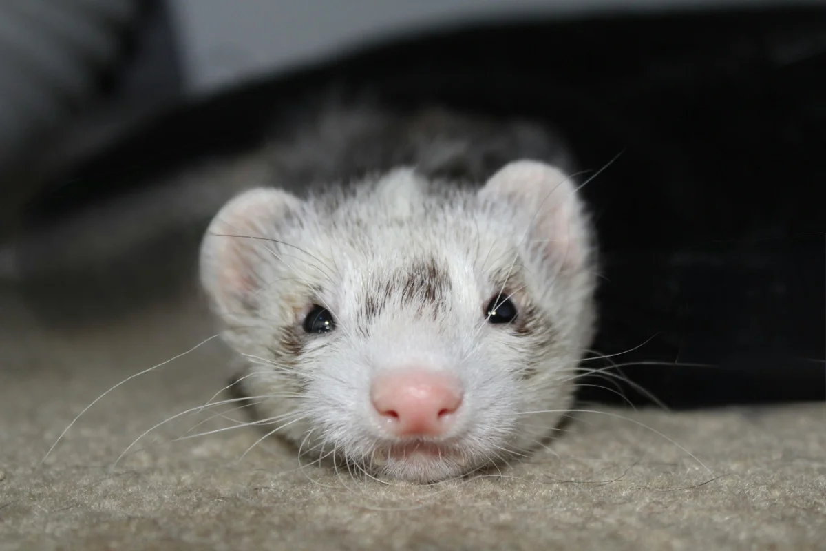 Cute Ferret Relaxing Cute Ferret Relaxing