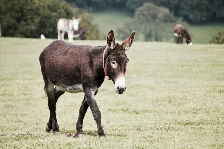 Donkey walking in the grass