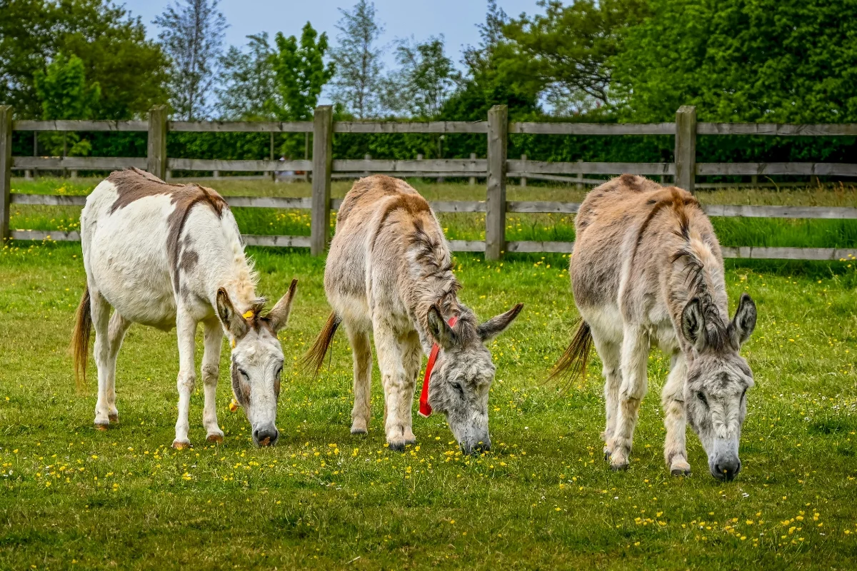 Donkeys grazing in a field Donkeys grazing in a field
