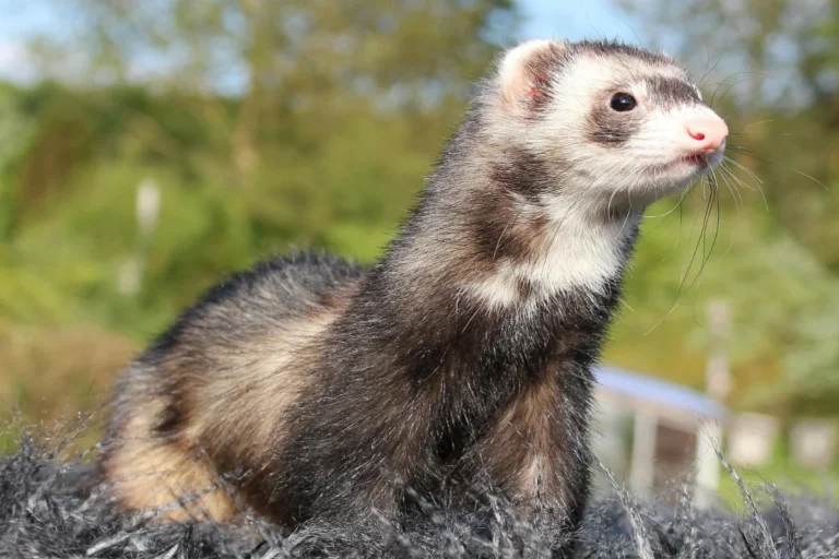 Ferret