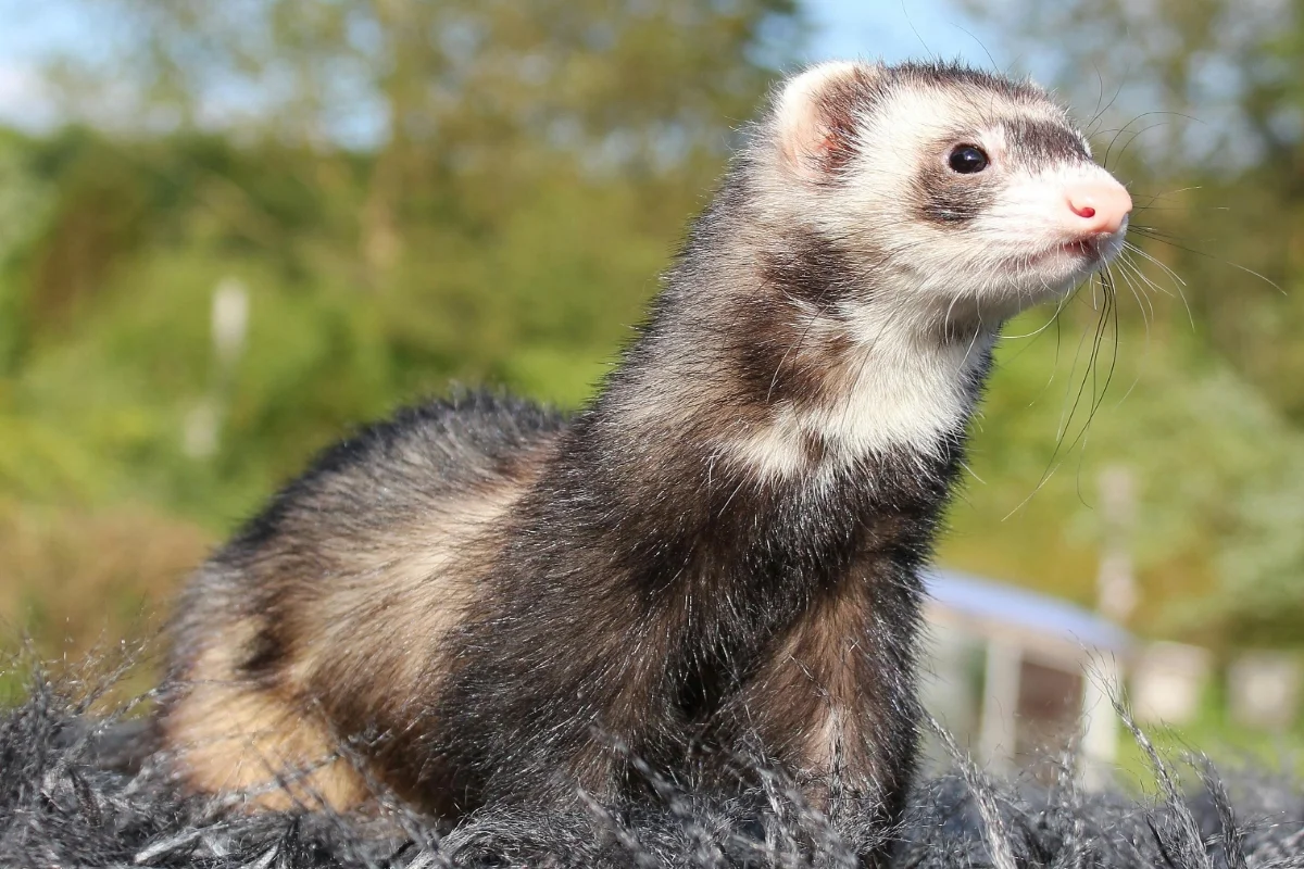 Ferret