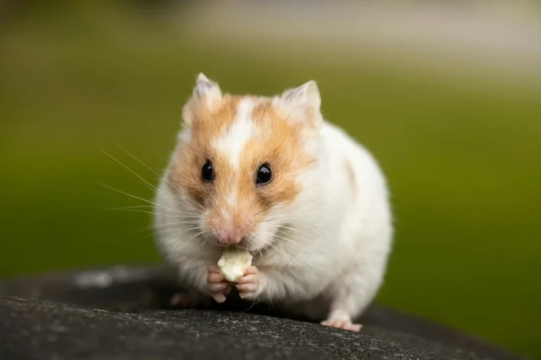 Hamster