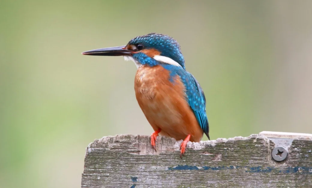 Kingfisher bird perches on a weathered wooden surface