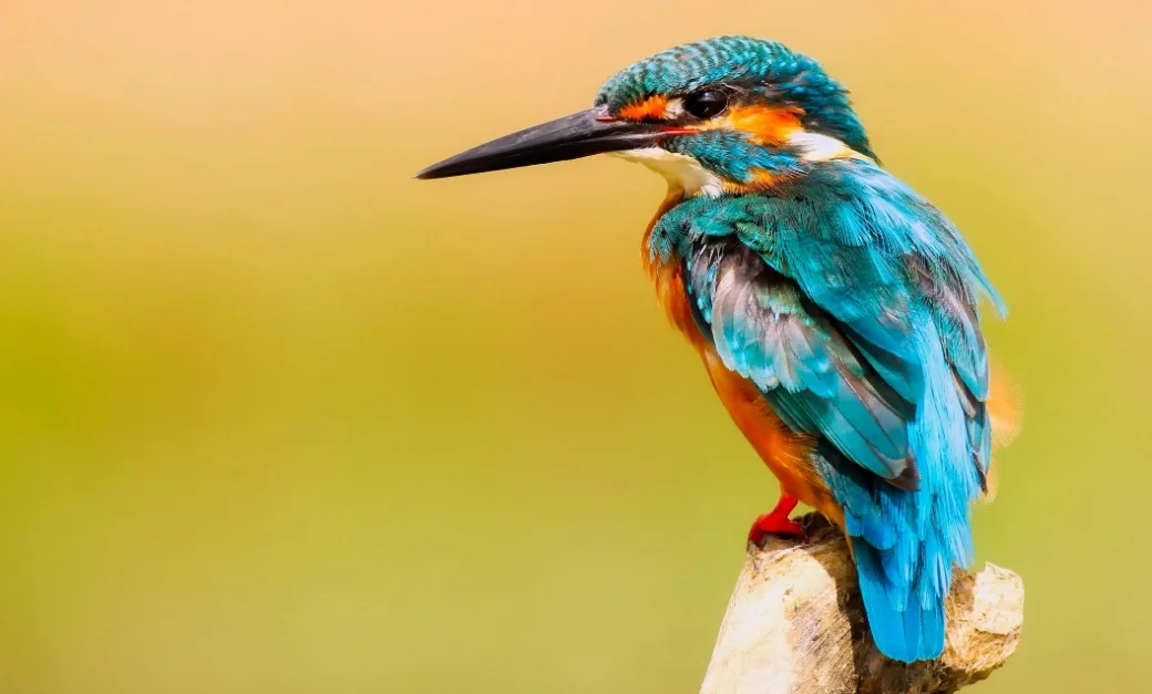 Kingfisher bird perches on a weathered
