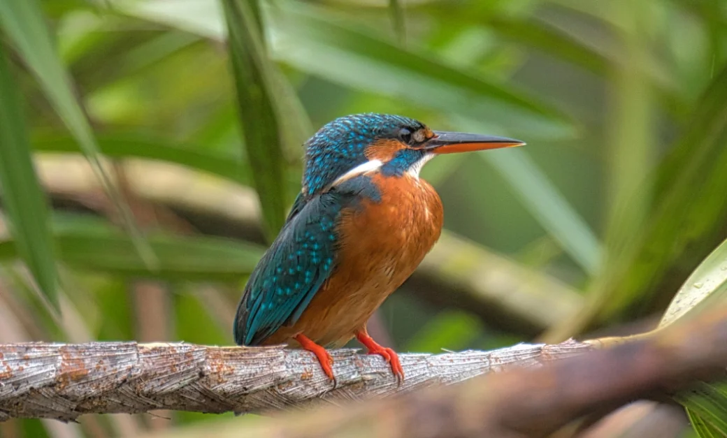 Kingfisher perches on a weathered branch