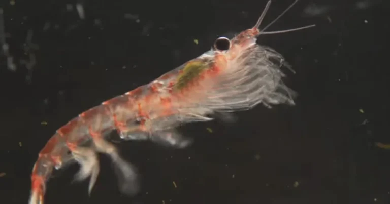 Krill