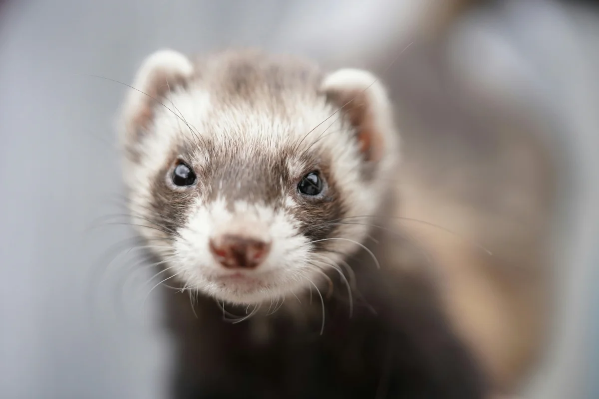 Photograph of a Ferret Photograph of a Ferret