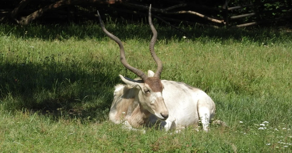 Resting Addax on grass