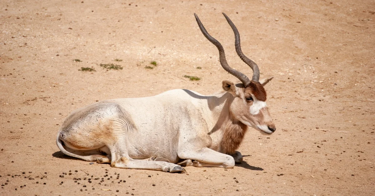 Resting Addax