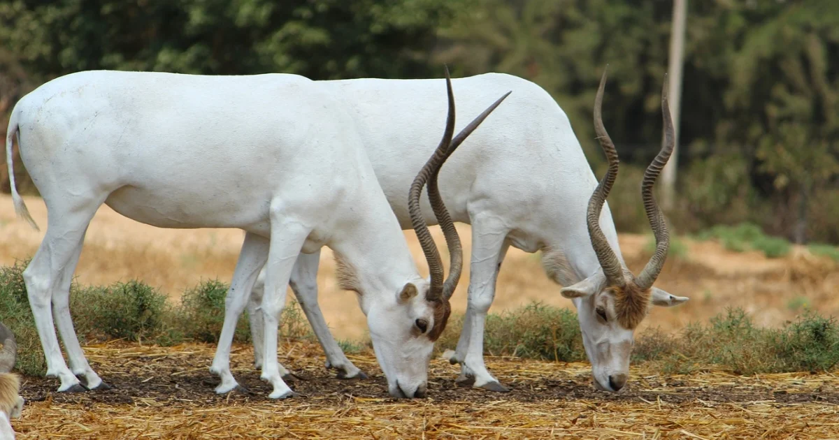 Two Addax
