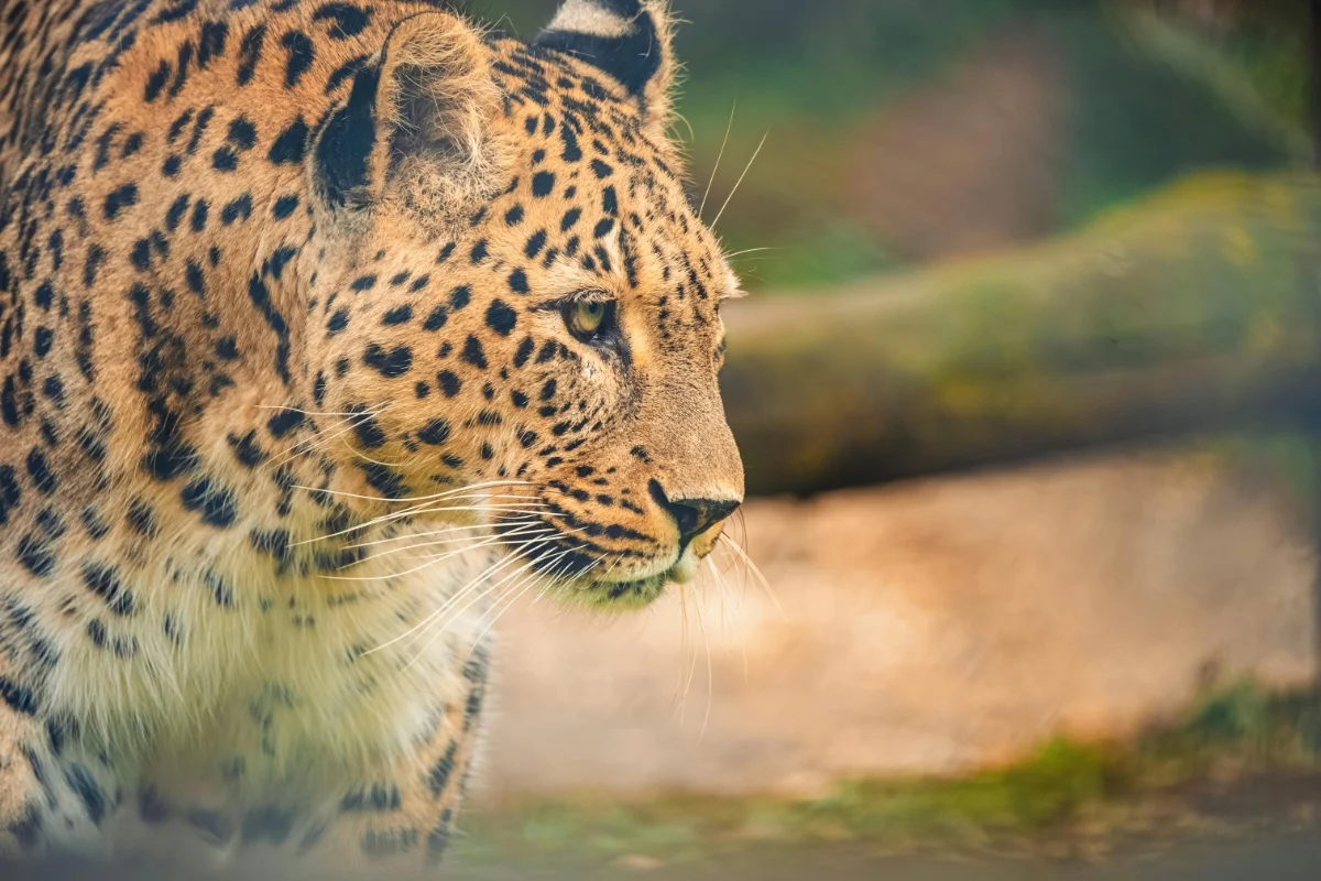 Amur Leopard