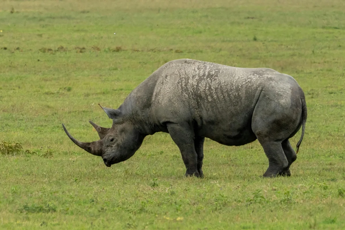 Black Rhino