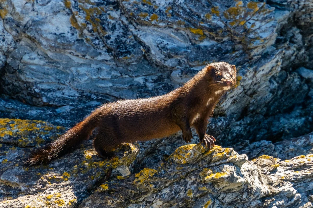 Close up of a Mink Close up of a Mink