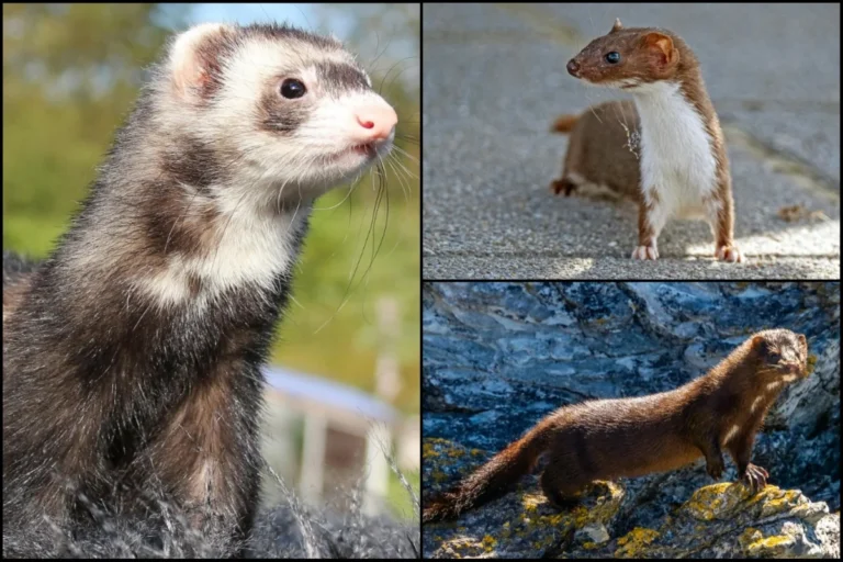 Ferret vs Weasel vs Mink Differences, Identification & Comparison Guide