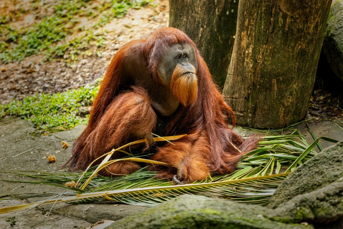 Sumatran Orangutan