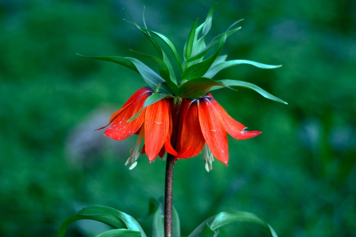 Crown Imperial Flower Image