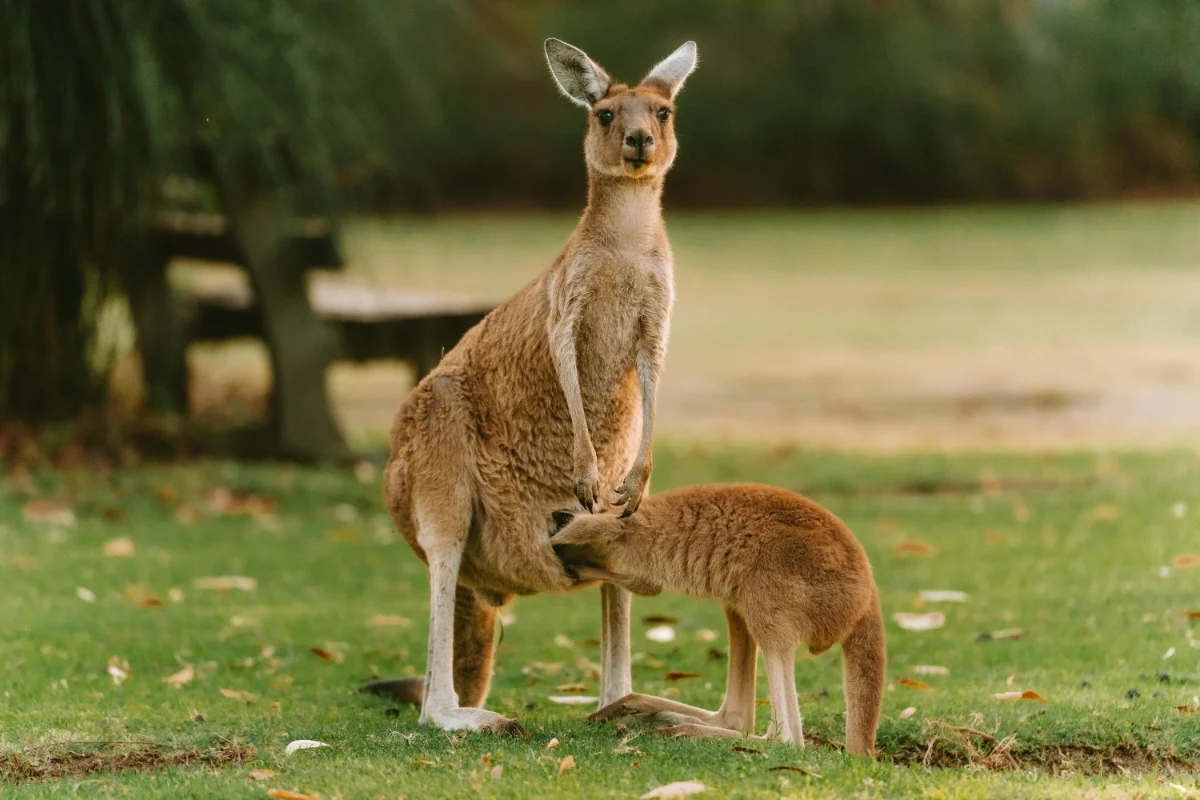Kangaroo Facts for Kids