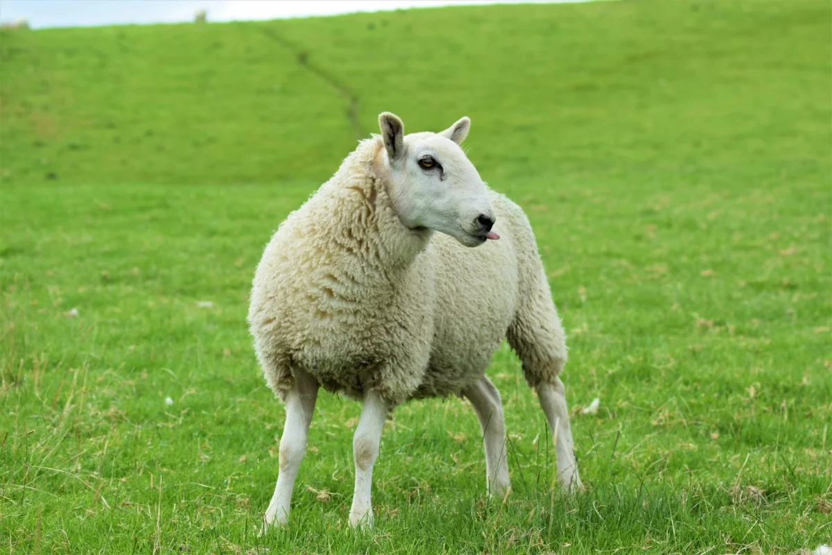 Sheep Facts for Kids