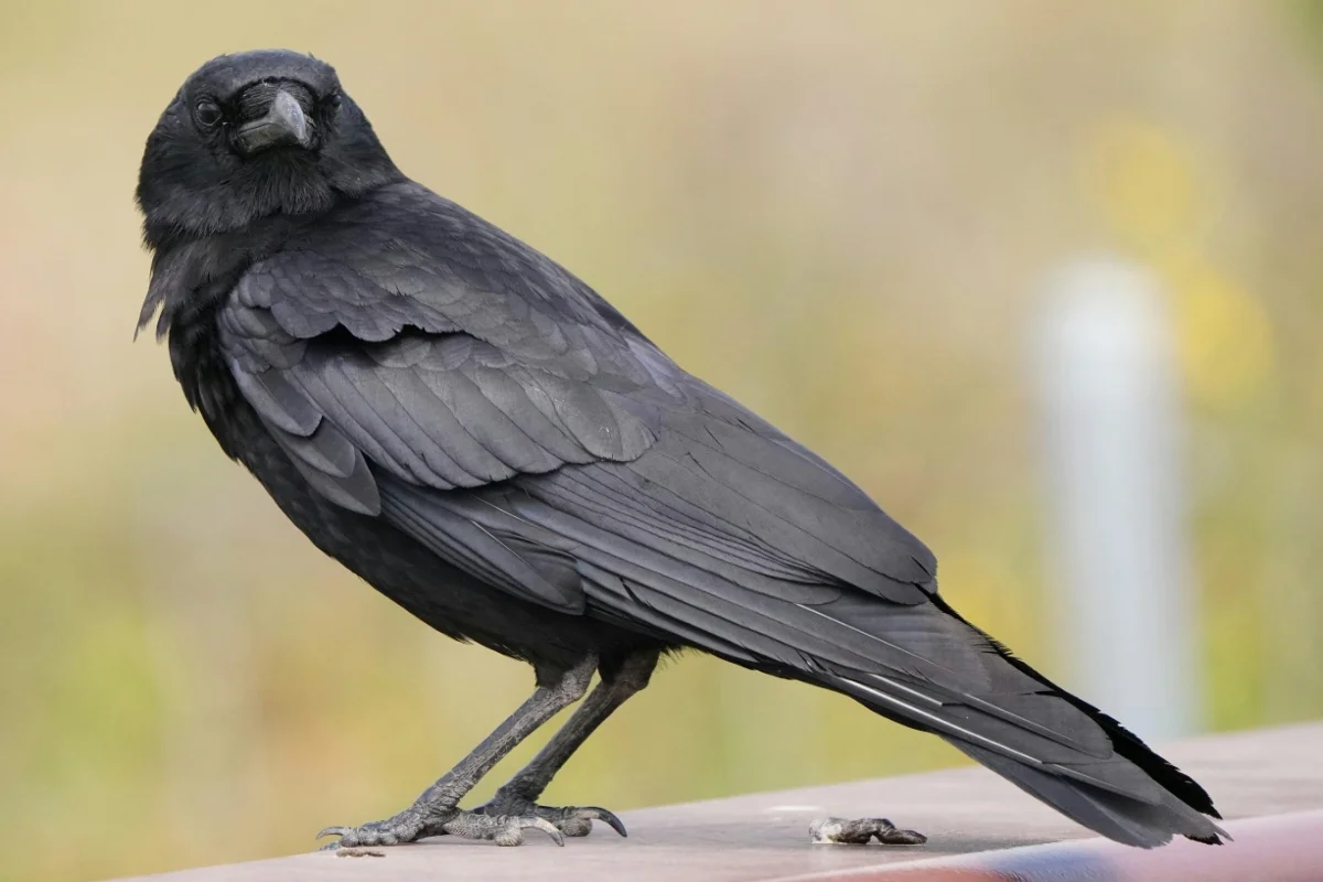 American Crow Bird Image