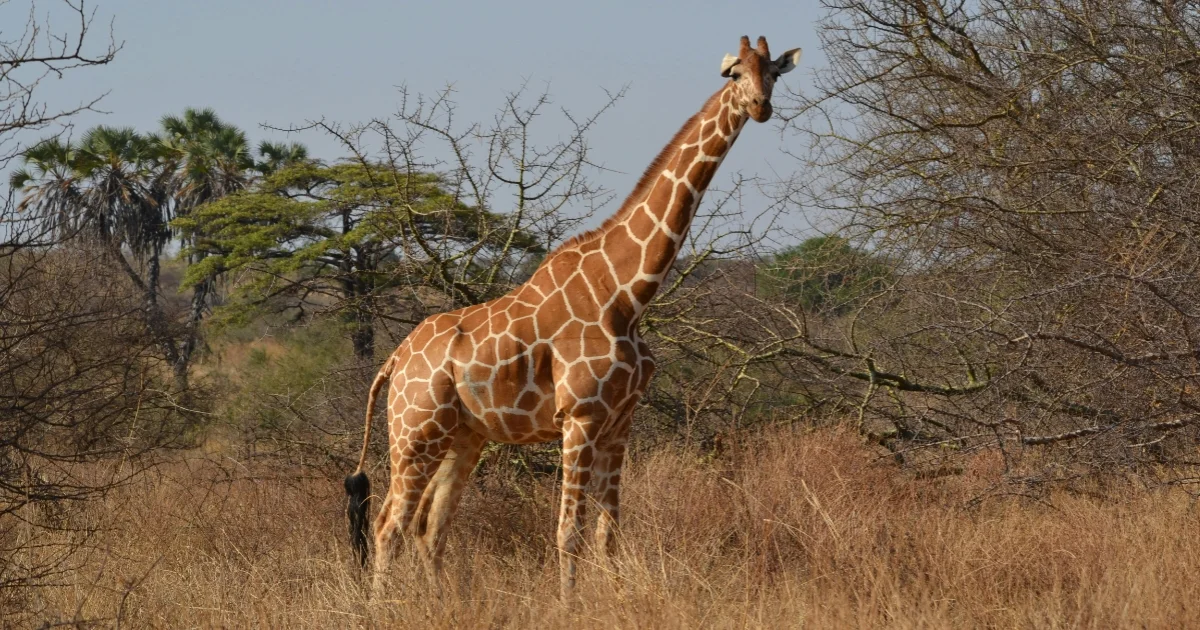 Giraffe Facts