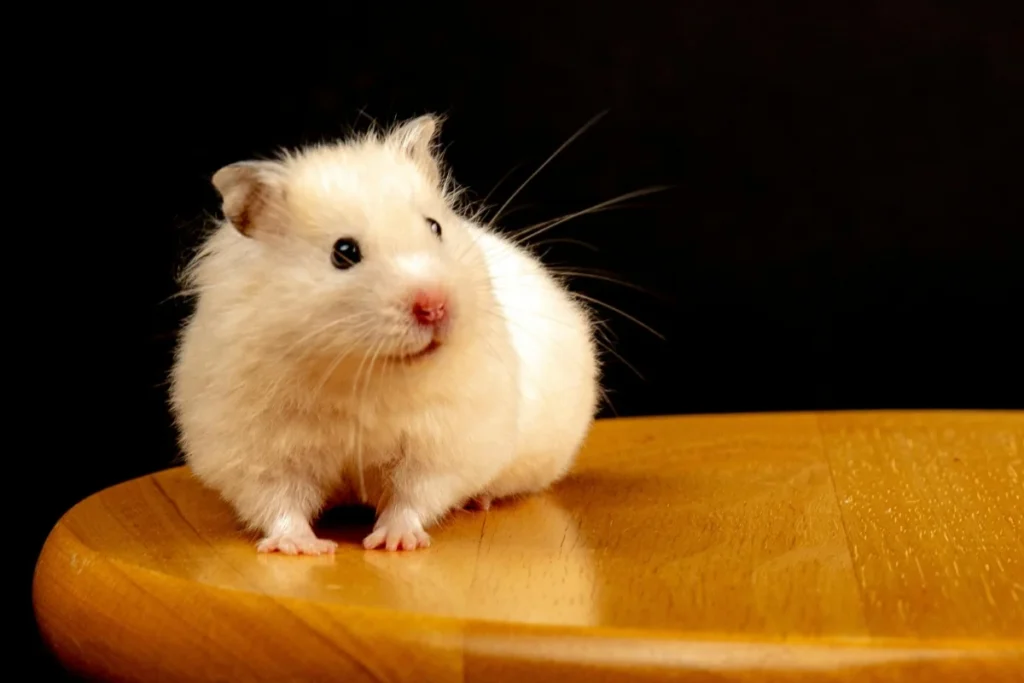 Hamster Animal Image