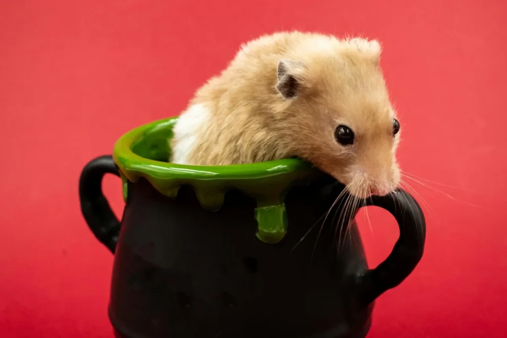 Hamster Animal Image