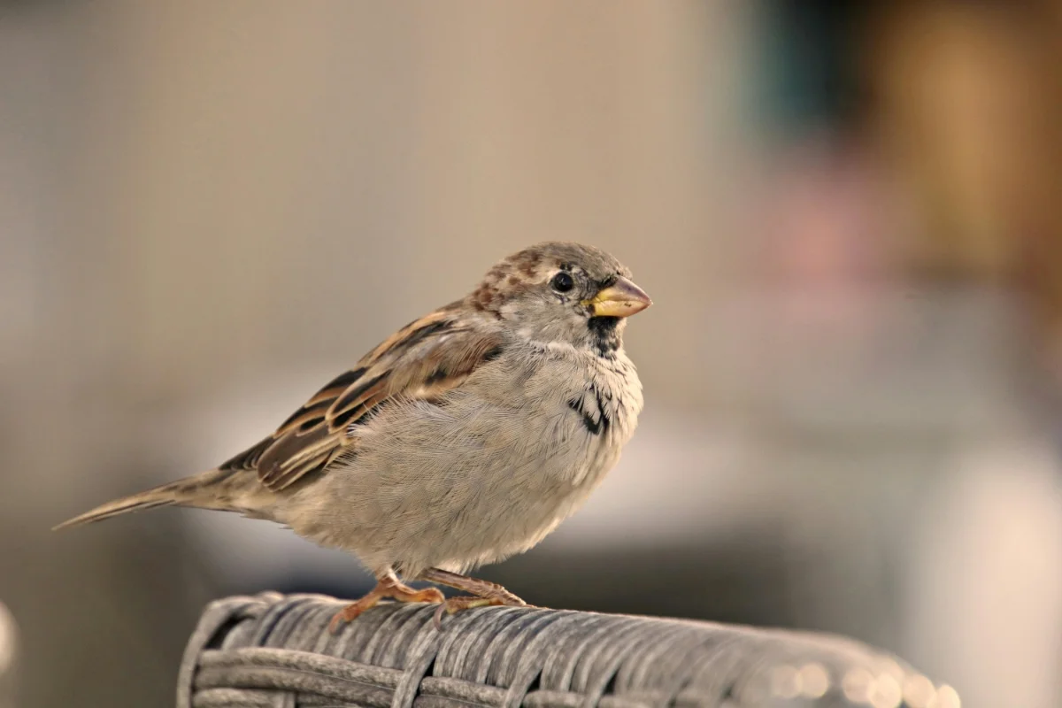 House sparrow Bird Image
