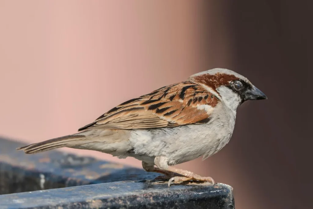 House sparrow Bird Image