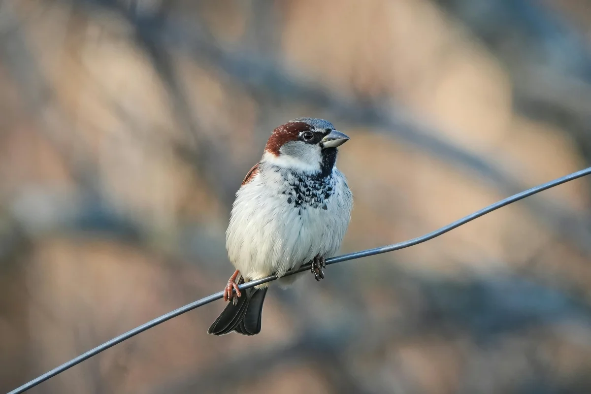 House sparrow Bird Image