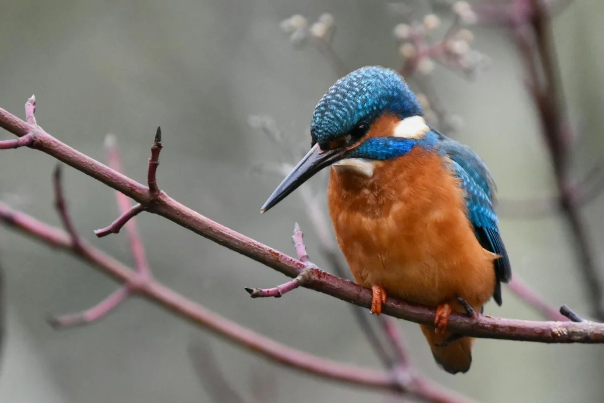 Kingfisher Bird Image
