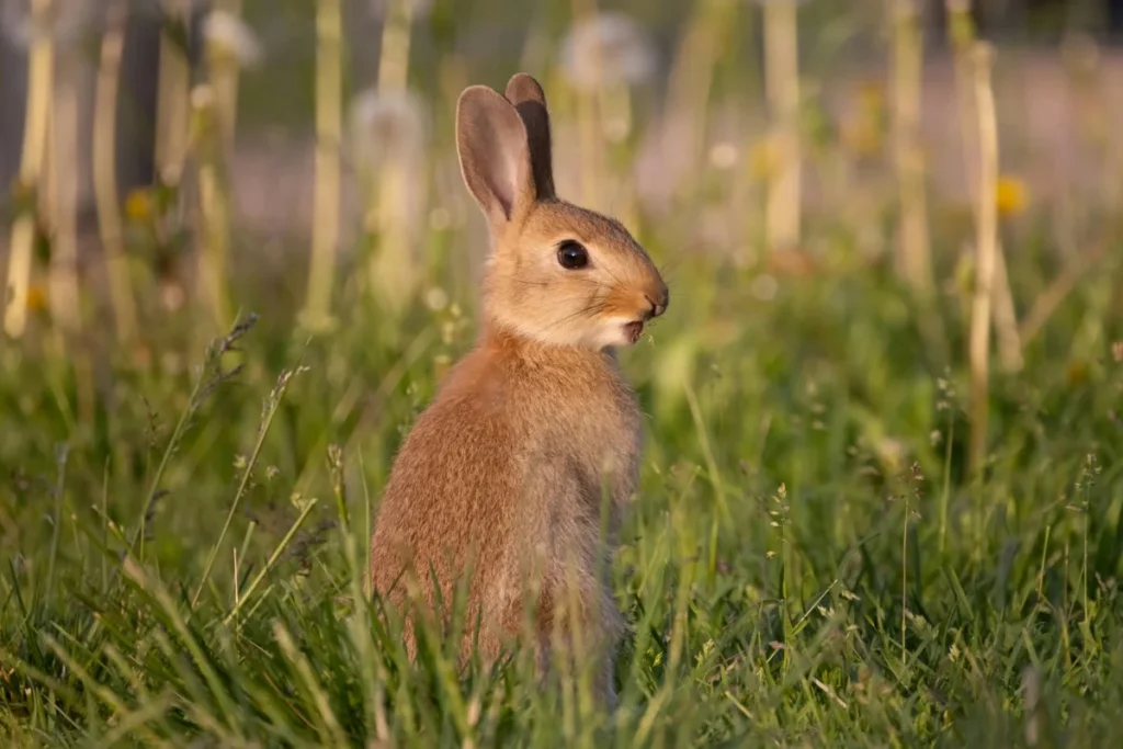 Rabbit Animal Image