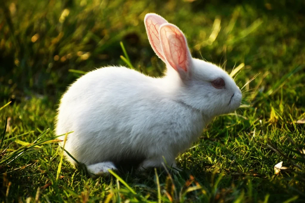 White Rabbit Animal Image