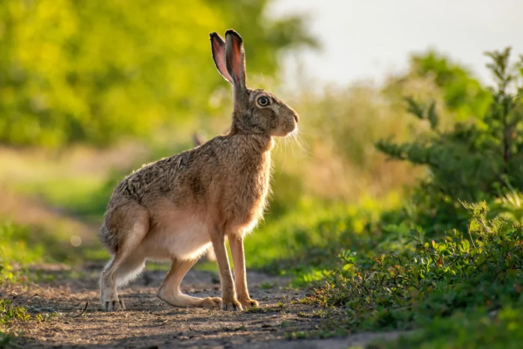 Wild Rabbit Animal Image