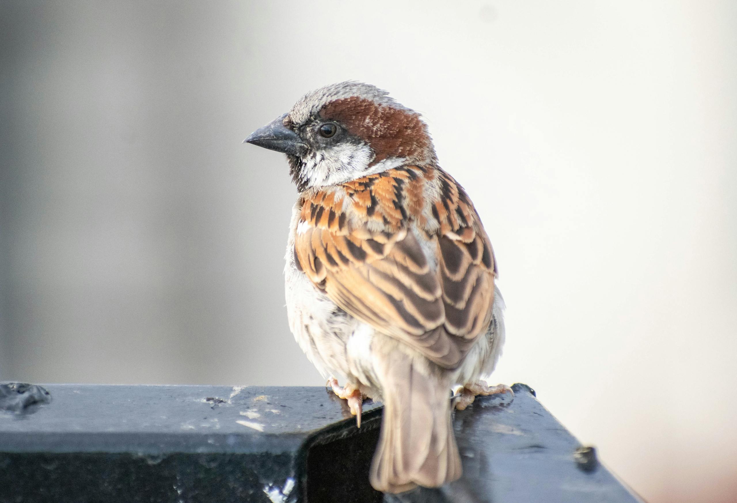 A detailed shot of a house sparrow perched outdoors, showcasing its intricate feathers.