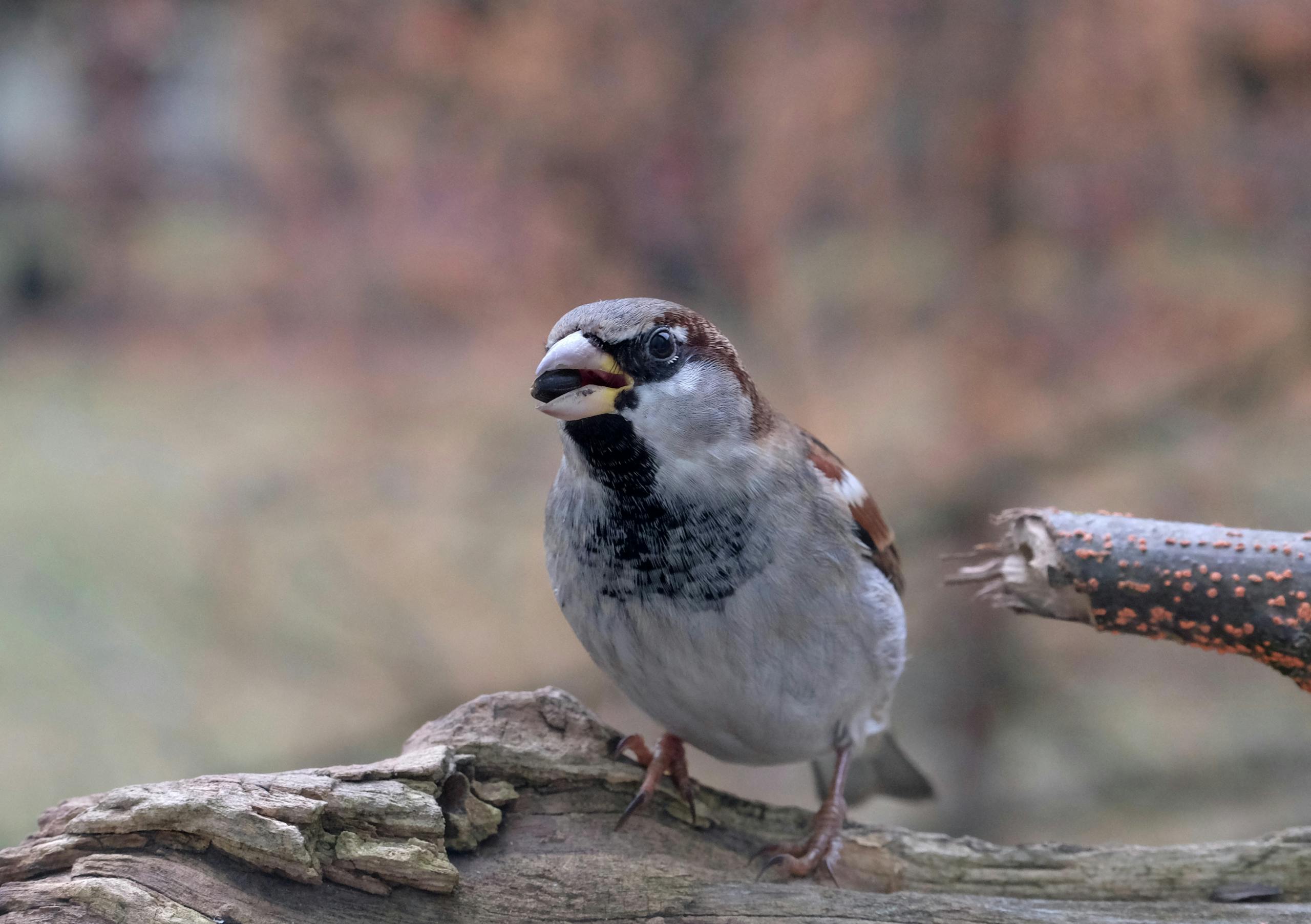 Detailed shot of a house sparrow perched on a rustic log outdoors.